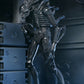 Aliens - 40th Anniversary Ultimate Xenomorph Warrior 7" Scale Action Figure (PRE-ORDER)