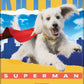 Superman 2025 Krypto Yellow Magnet